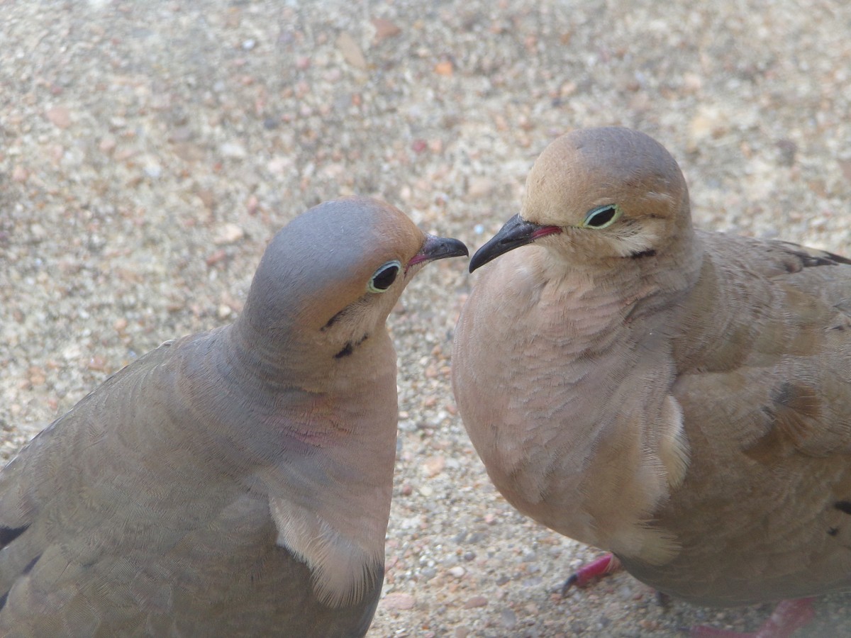 Mourning Dove - ML620829298