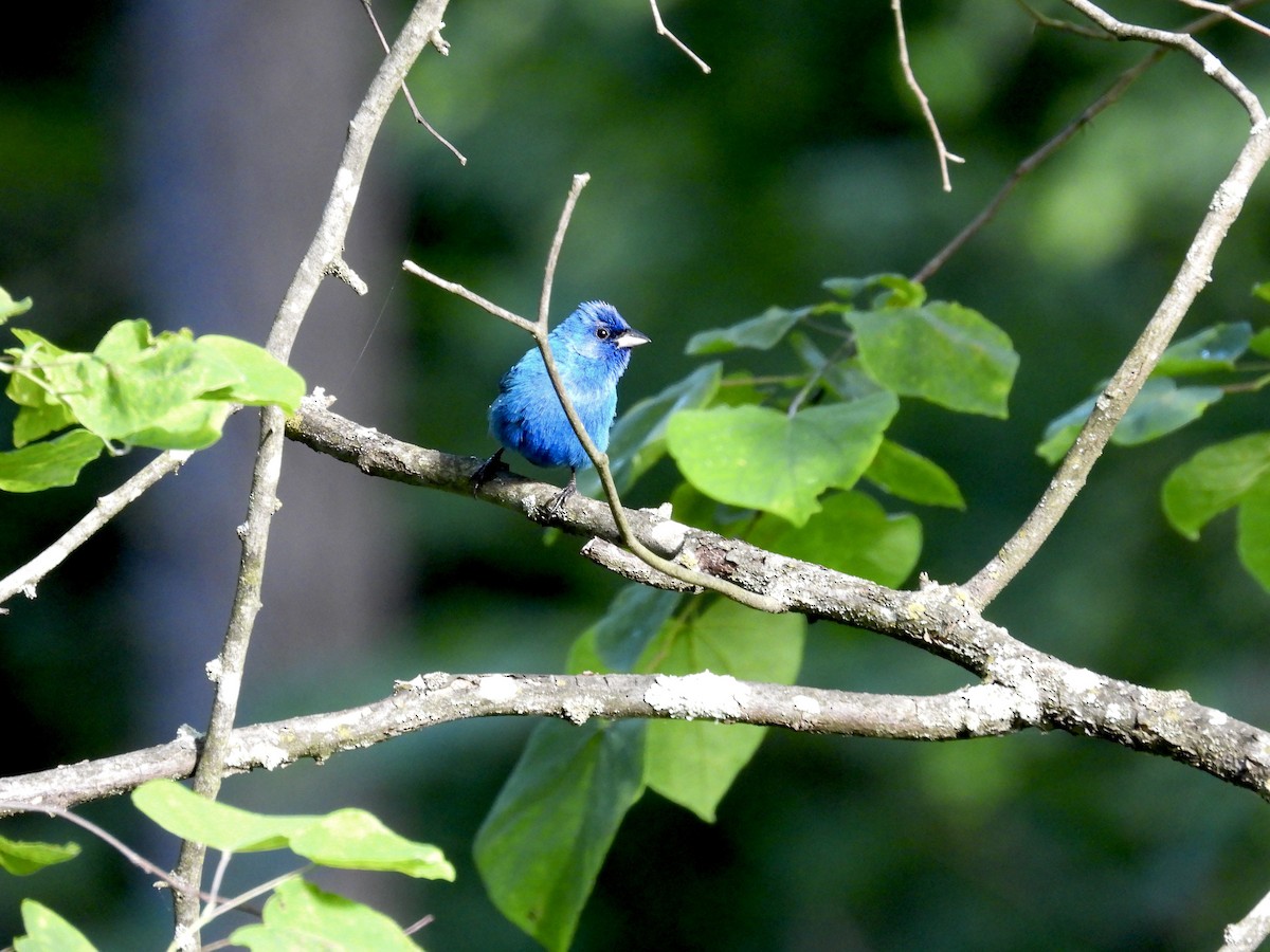 Passerin indigo - ML620829302