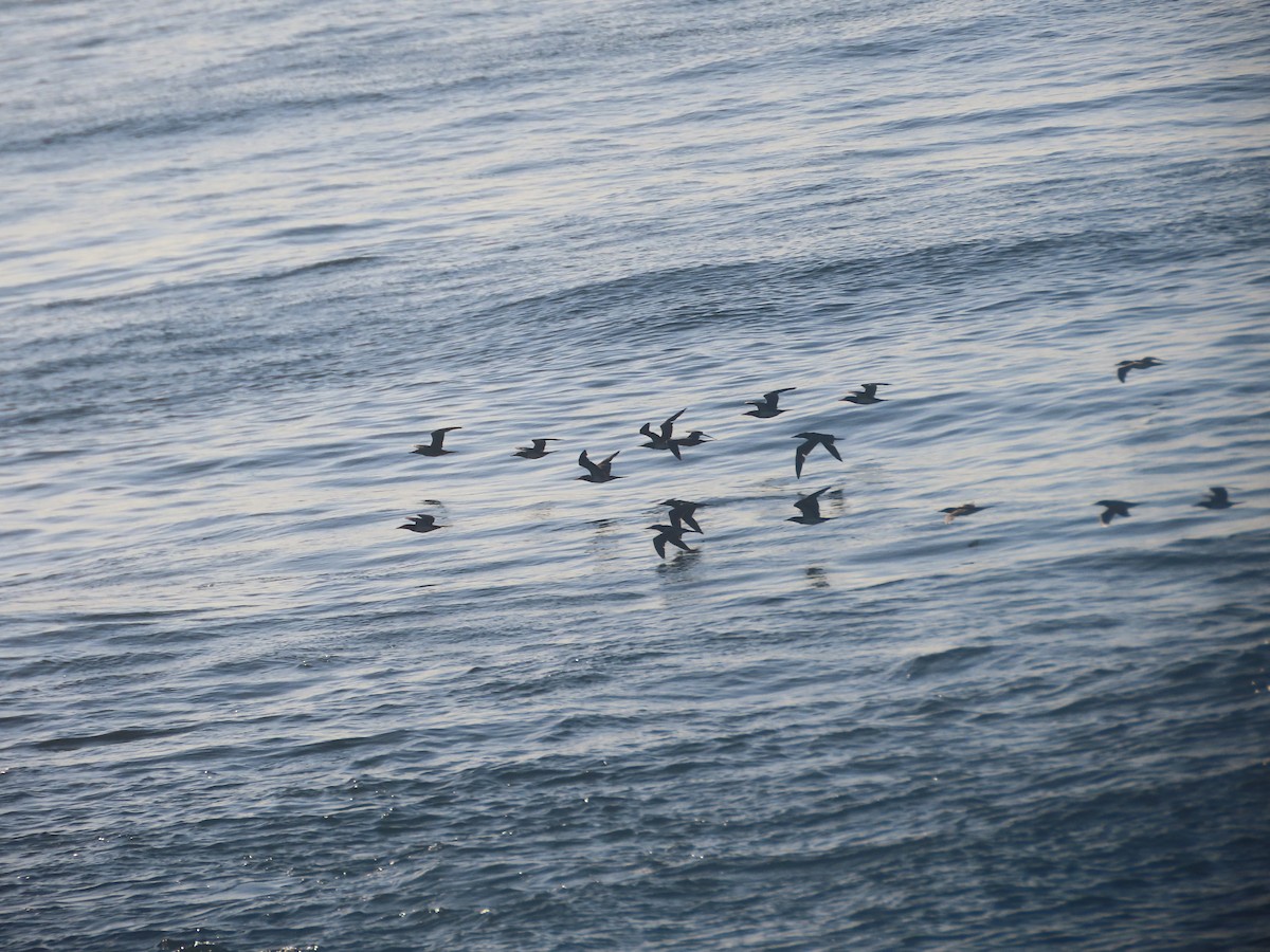 Brown Booby - ML620829304