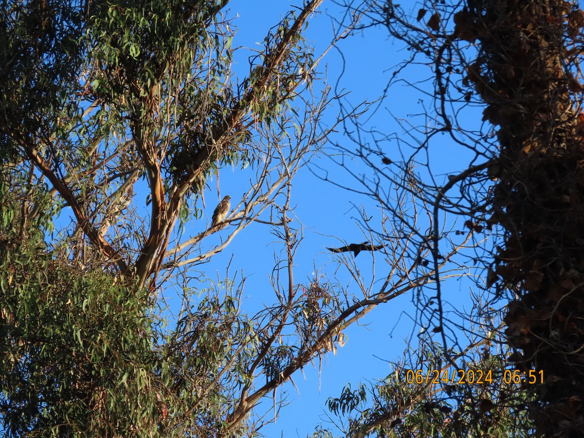 Red-tailed Hawk - ML620829308