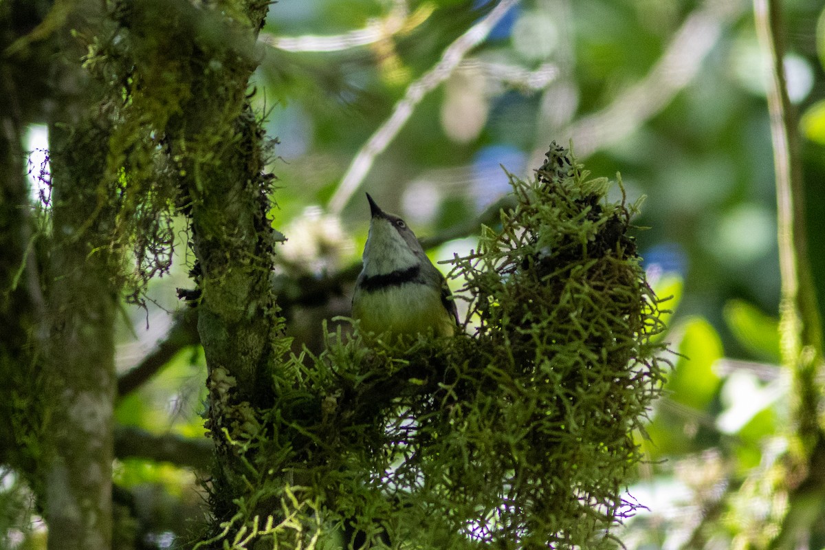 Bar-throated Apalis - ML620829314