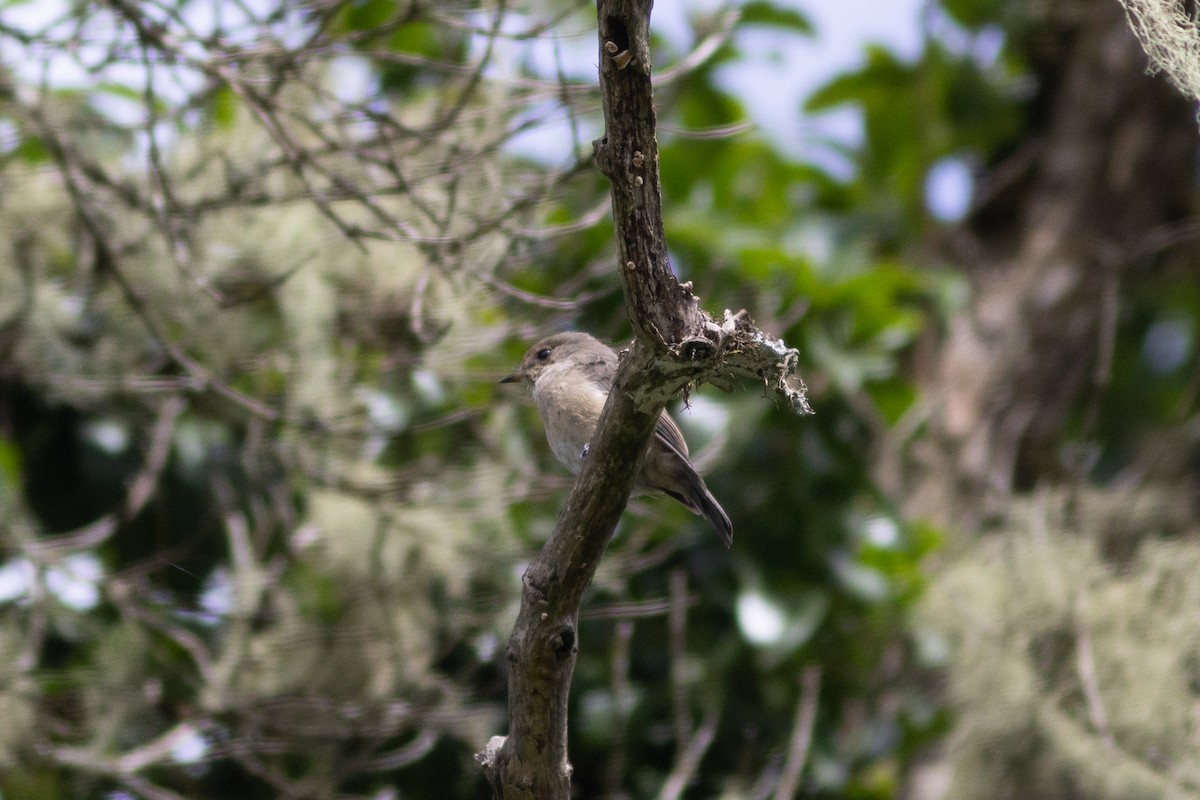 African Dusky Flycatcher - ML620829341