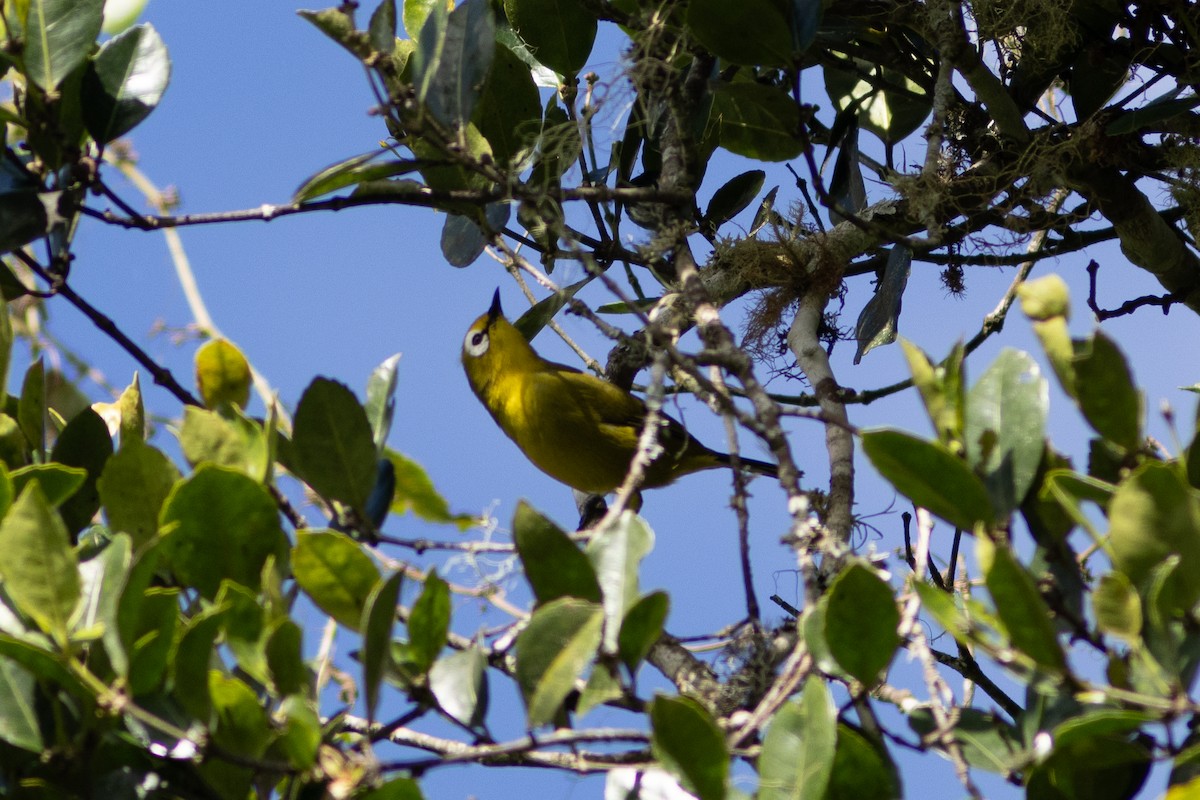 Mbulu White-eye - ML620829356