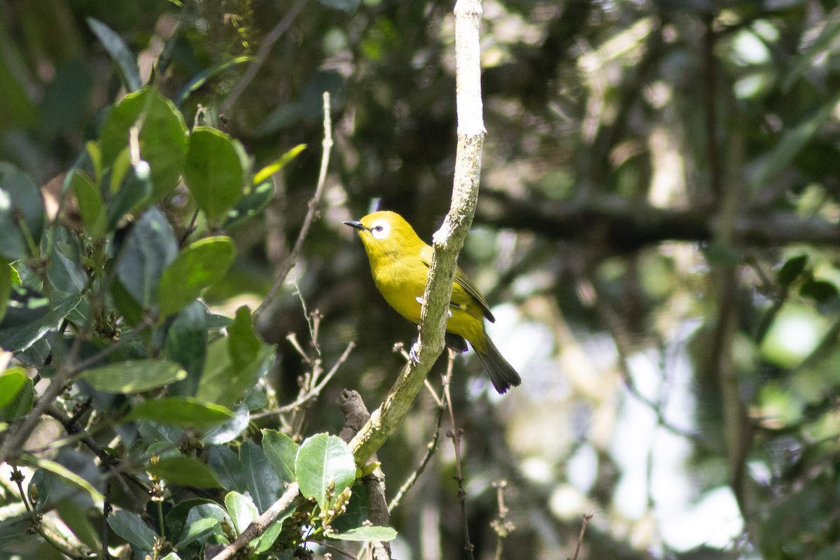 Mbulu White-eye - ML620829359