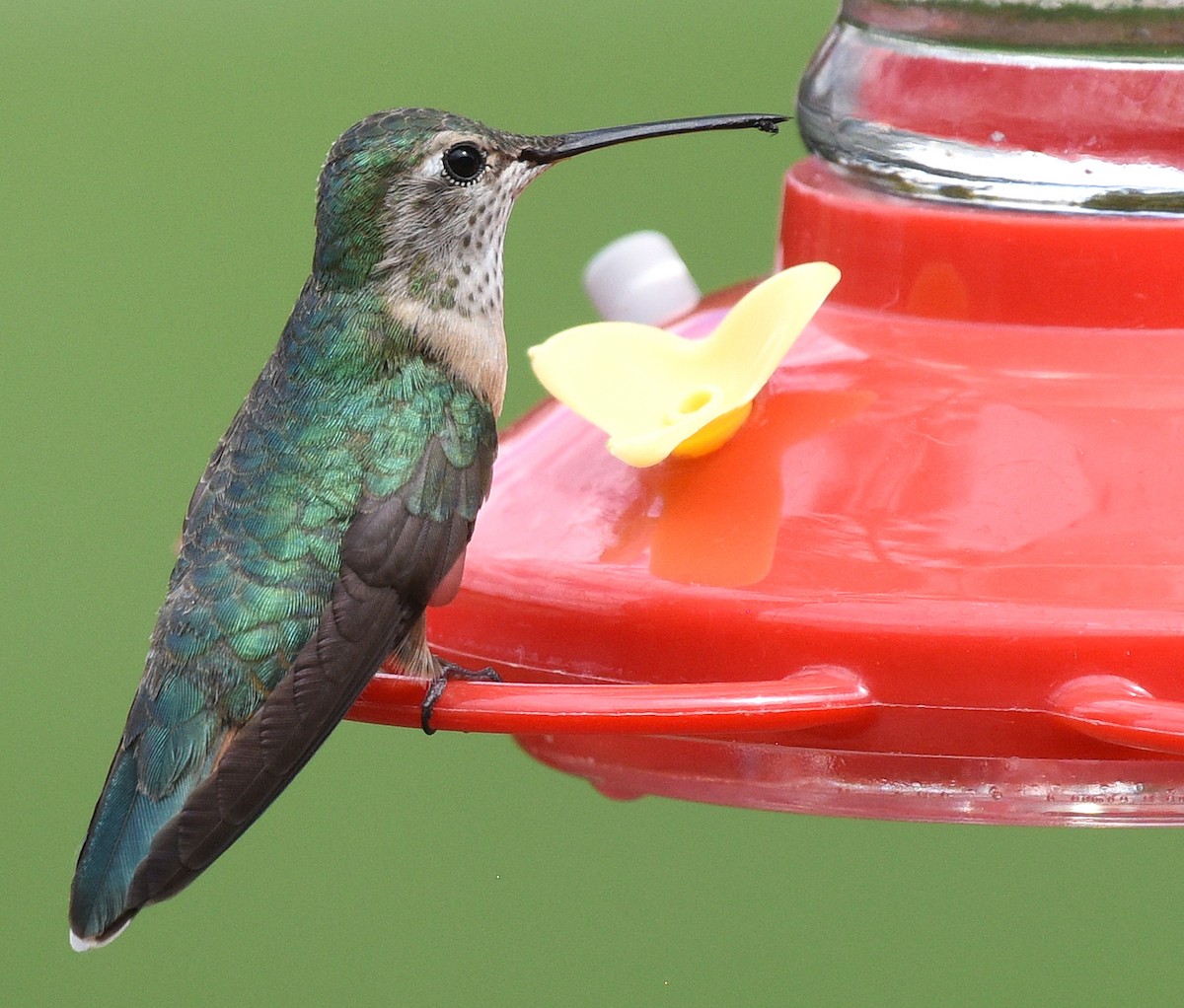 Broad-tailed Hummingbird - ML620829360