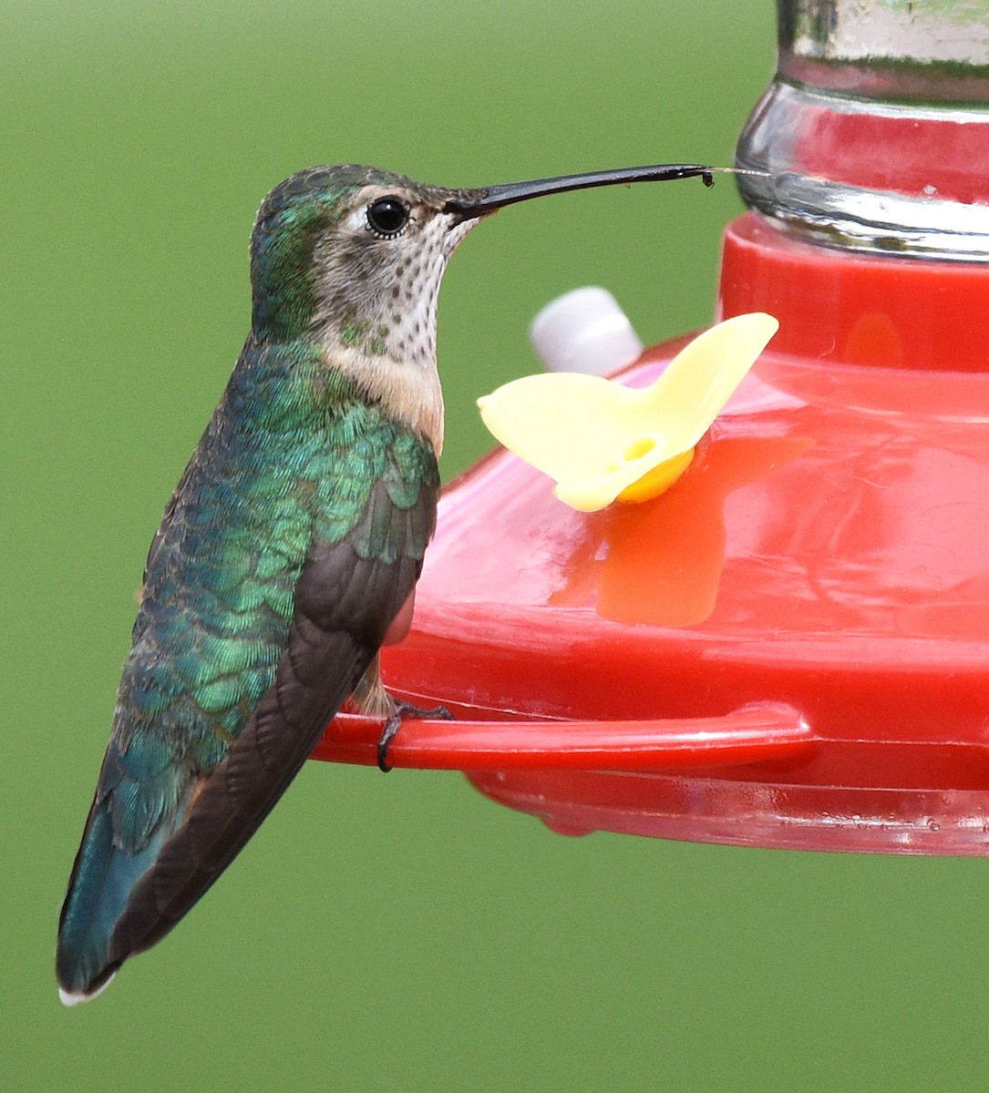 Broad-tailed Hummingbird - ML620829361