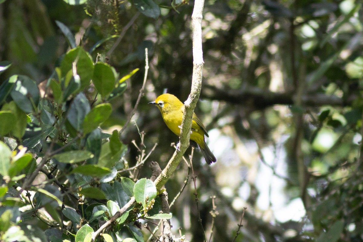 Mbulu White-eye - ML620829362