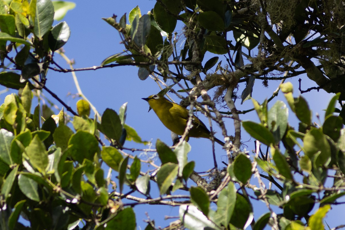 Mbulu White-eye - ML620829363