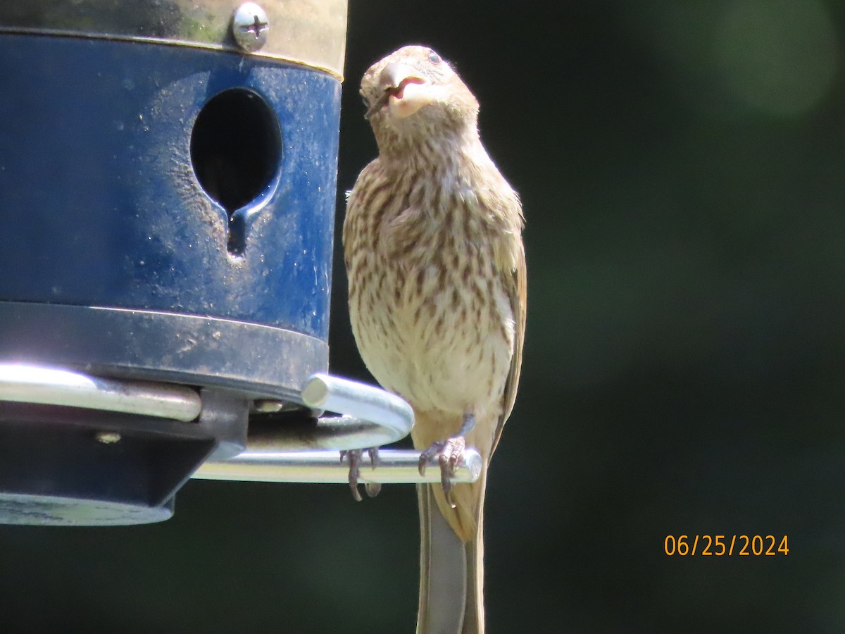 House Finch - ML620829370