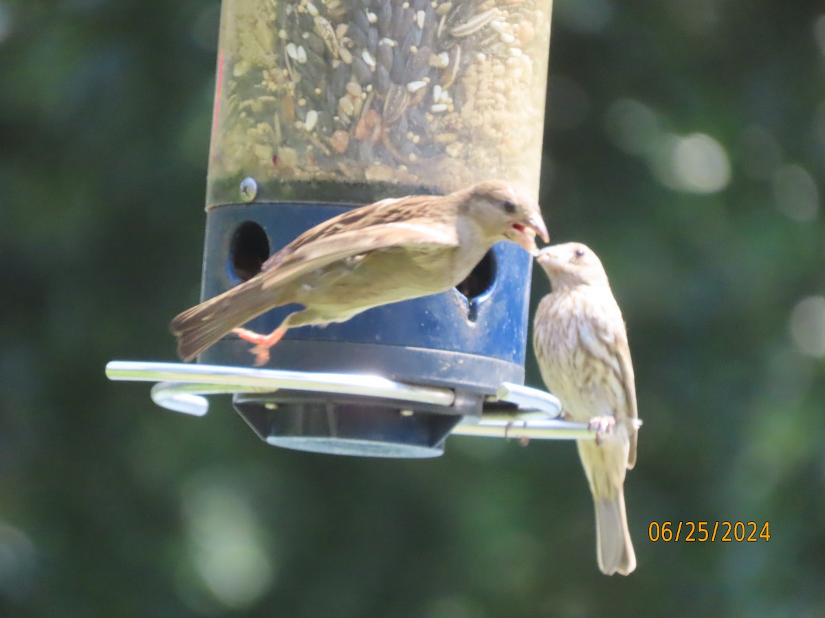 House Finch - ML620829373