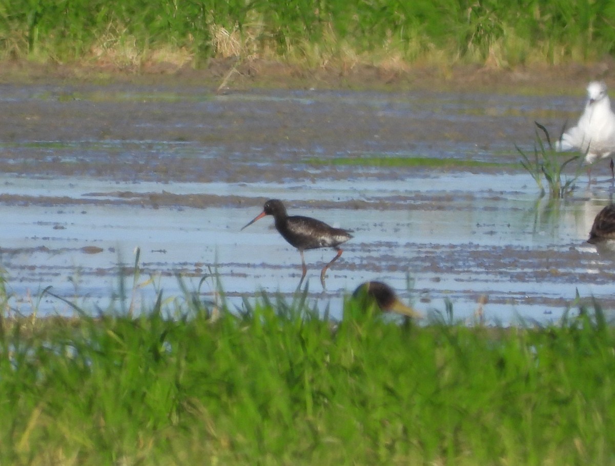 Spotted Redshank - ML620829374