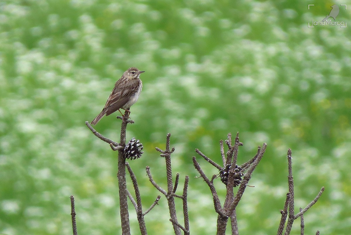 Tree Pipit - Jana Marco