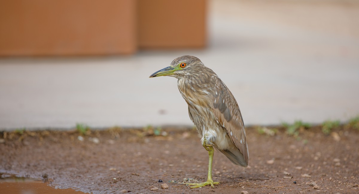 Black-crowned Night Heron - ML620829393