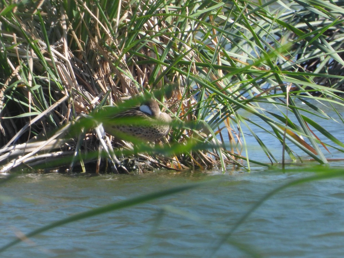 White-cheeked Pintail - biel miquel