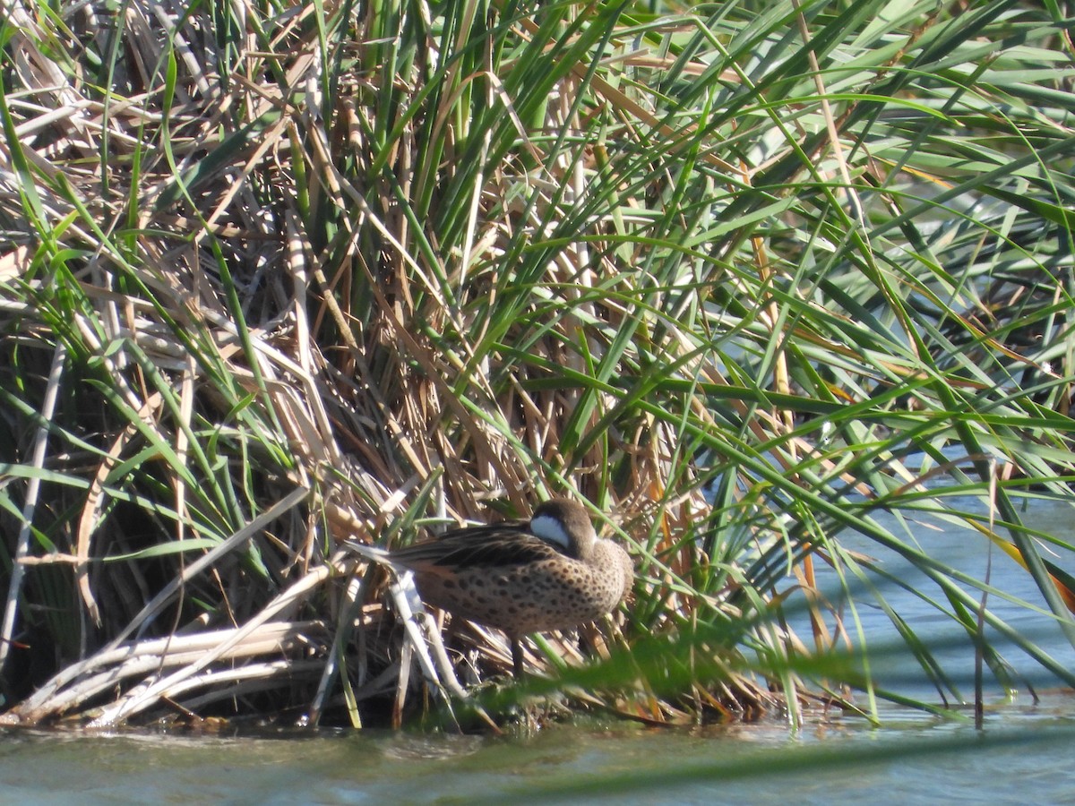 White-cheeked Pintail - biel miquel