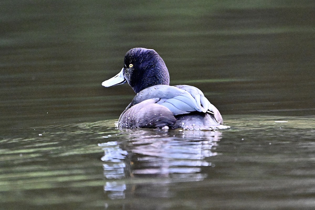 New Zealand Scaup - ML620829400