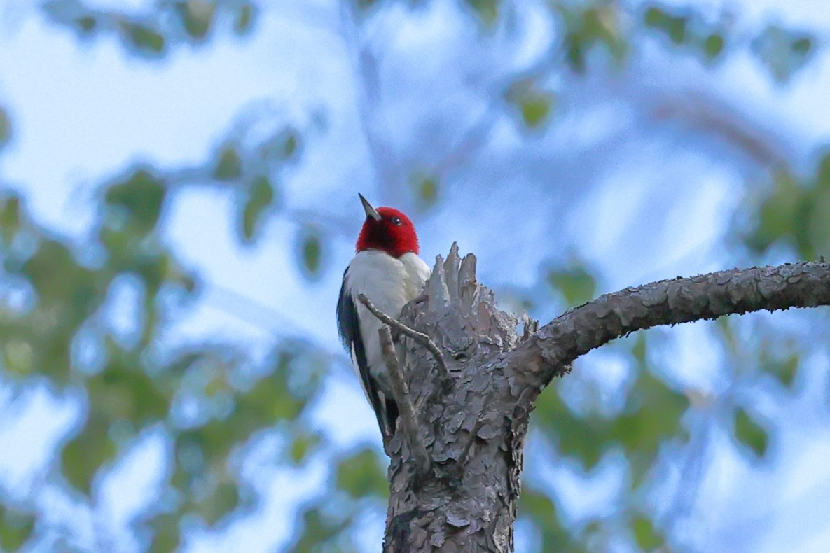 Red-headed Woodpecker - ML620829411