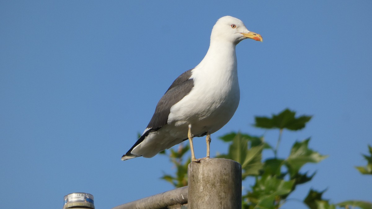 Lesser Black-backed Gull - ML620829418