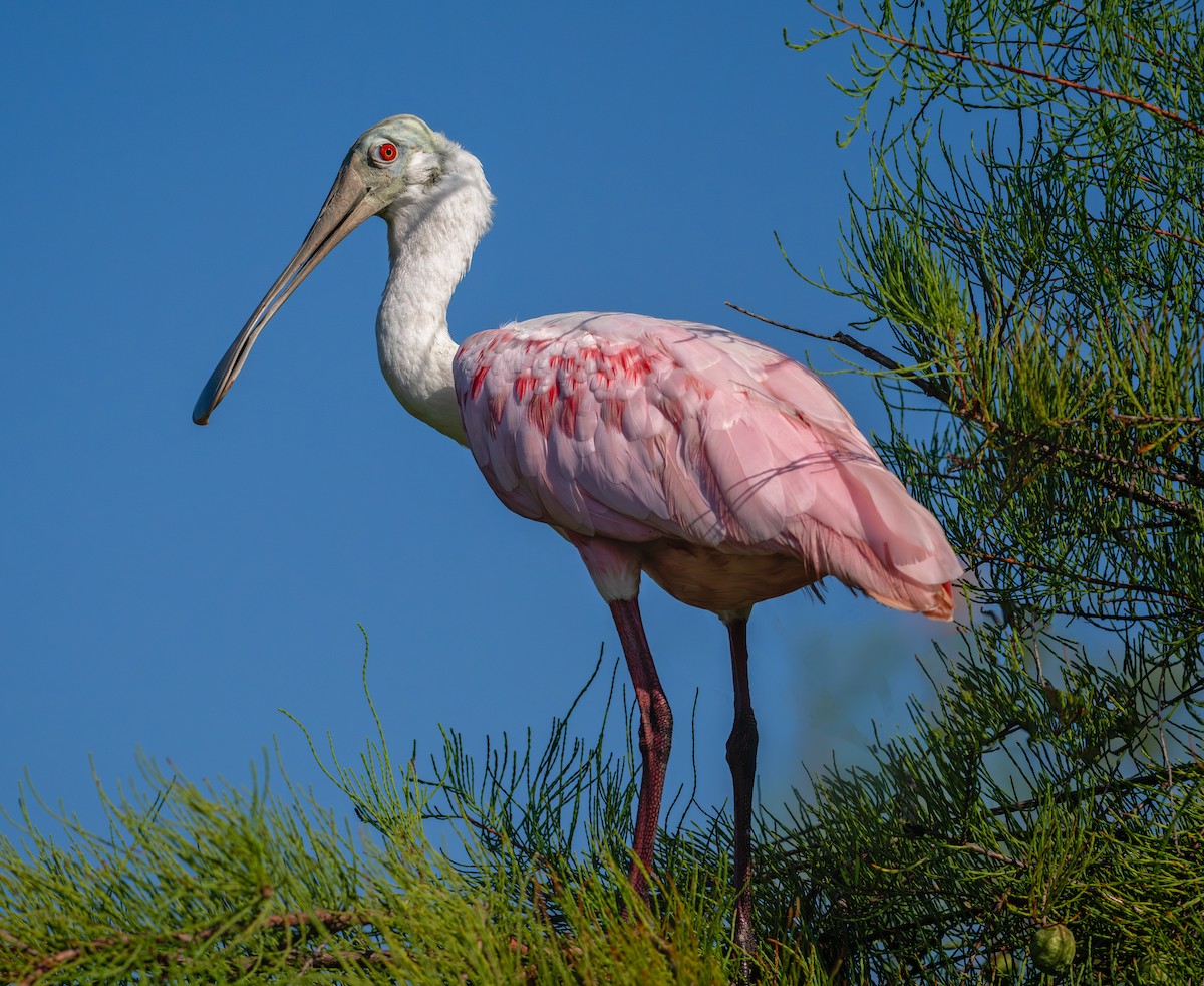 Roseate Spoonbill - ML620829425