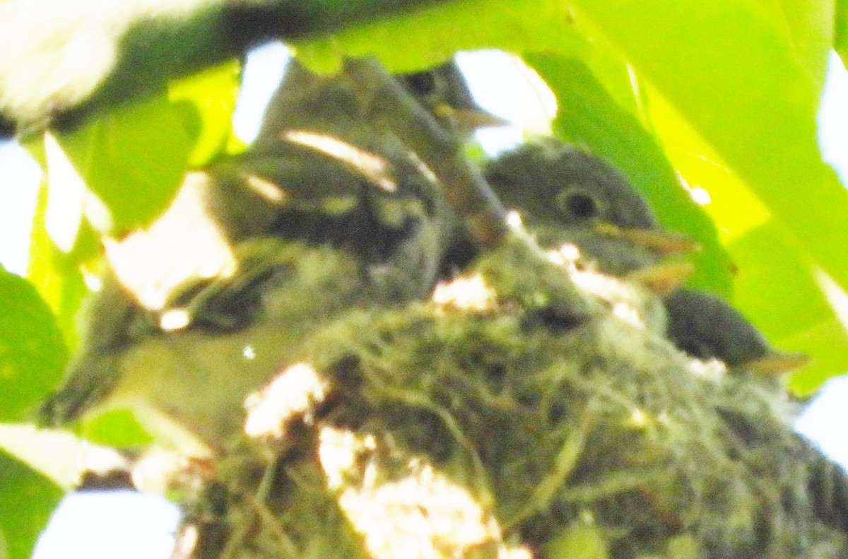 Least Flycatcher - ML620829432