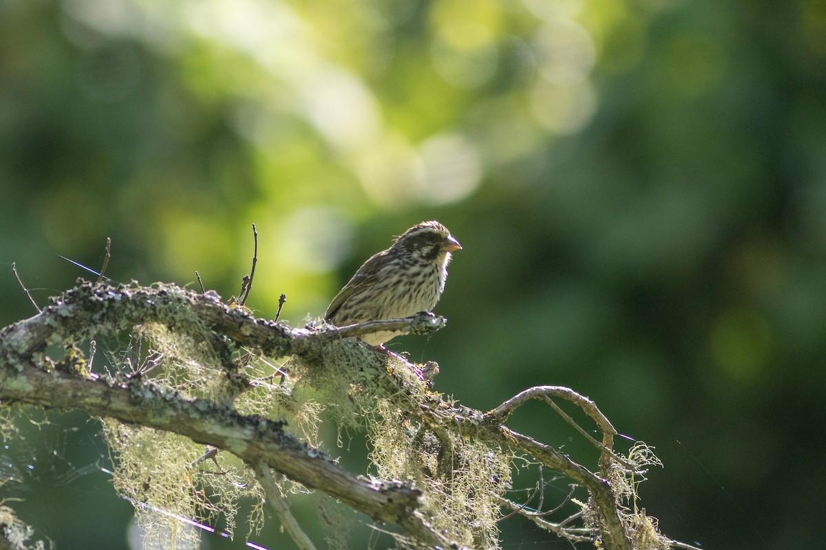 Streaky Seedeater - ML620829435