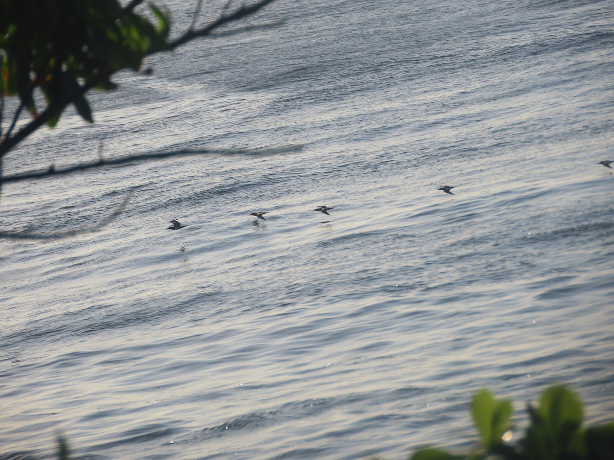 Brown Booby - ML620829445