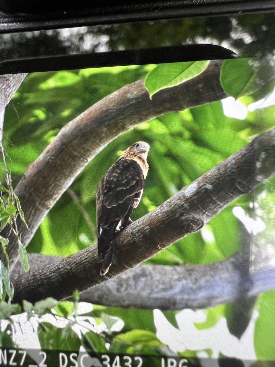 Caracara Chimachima - ML620829447