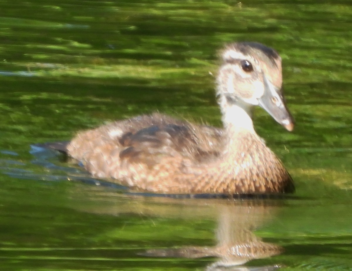 Wood Duck - ML620829448