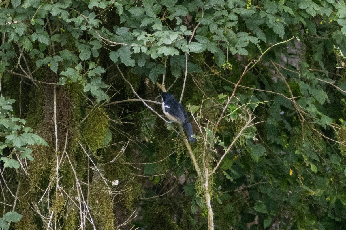 Tropical Boubou - Edward Jenkins