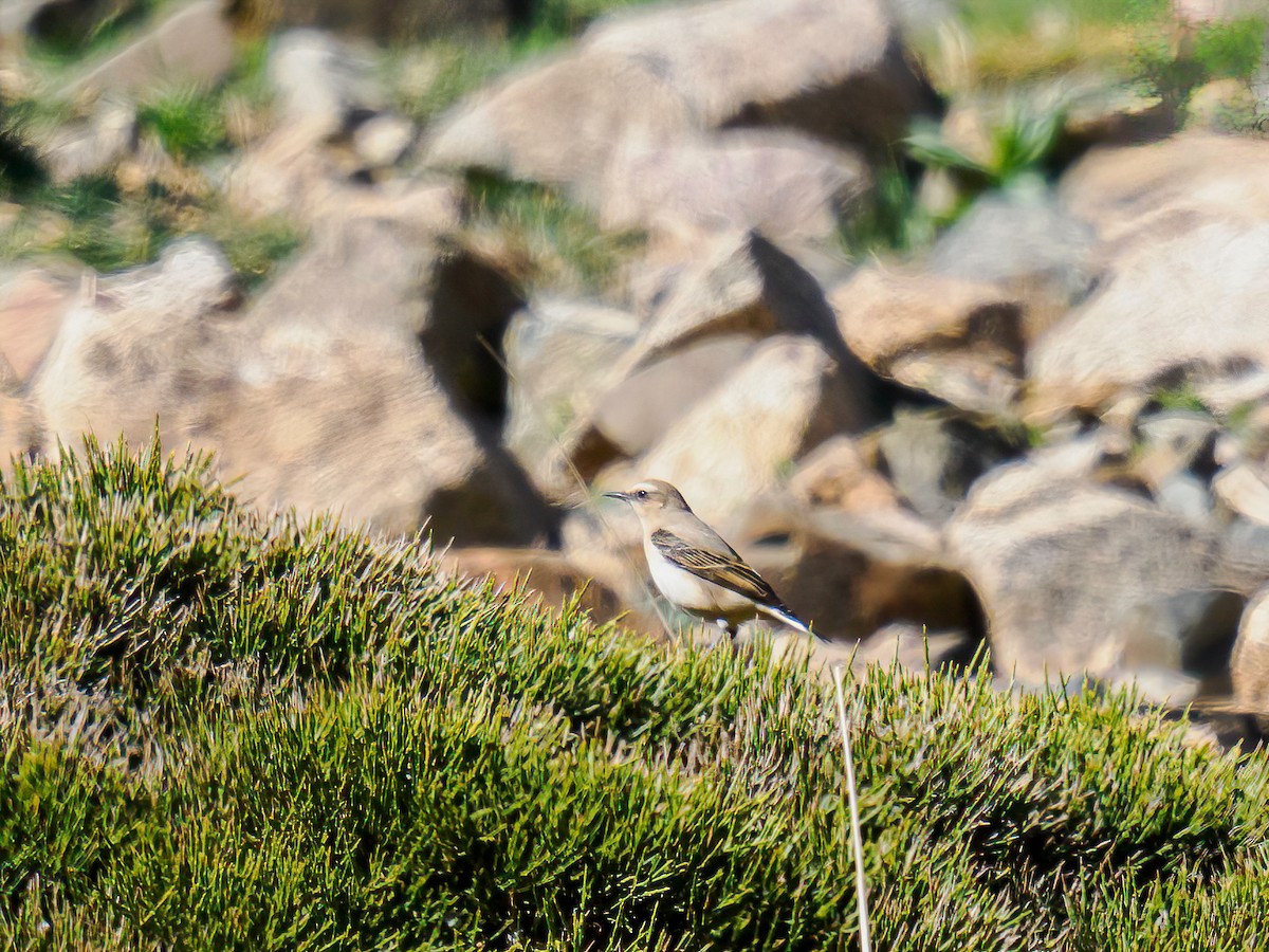 Northern Wheatear - ML620829455