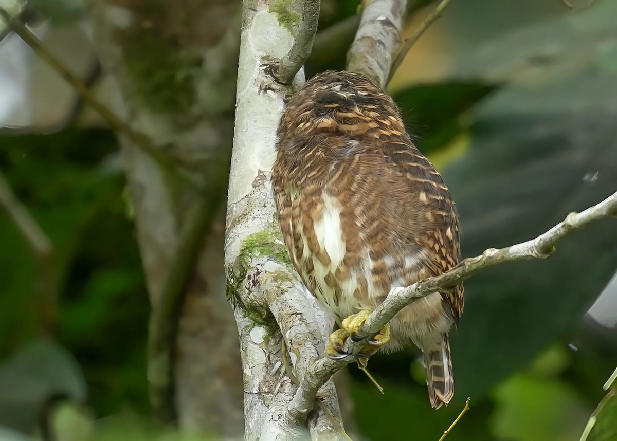 Collared Owlet - ML620829458