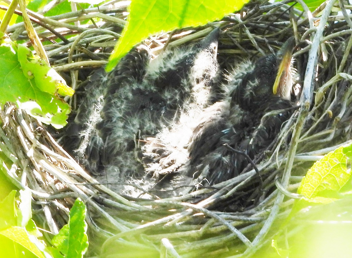 Eastern Kingbird - ML620829460