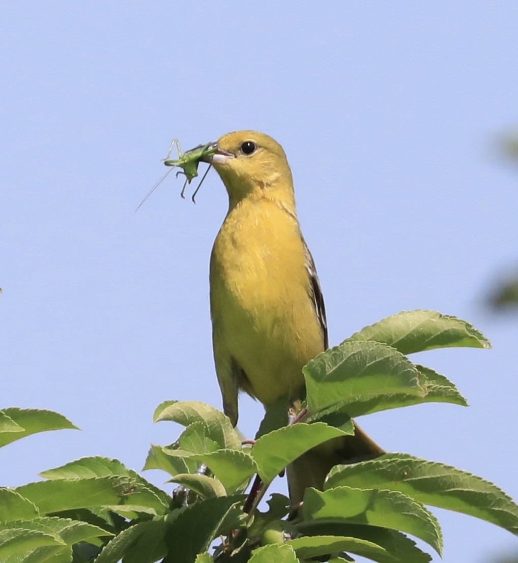 Orchard Oriole - ML620829469
