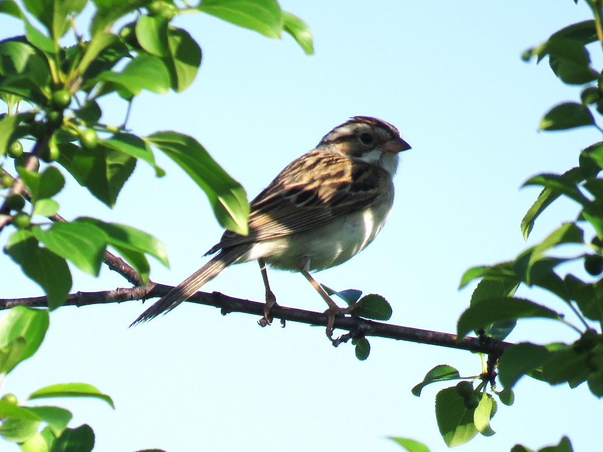 Clay-colored Sparrow - ML620829470