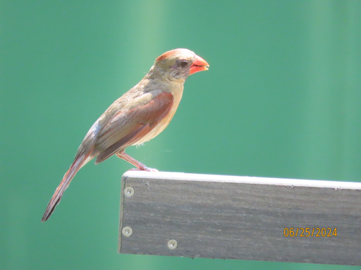 Northern Cardinal - ML620829475