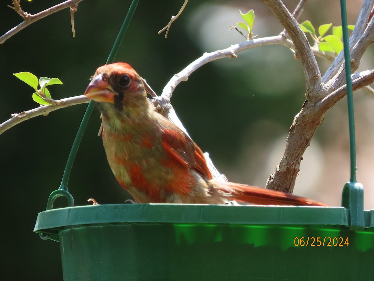 Northern Cardinal - ML620829479