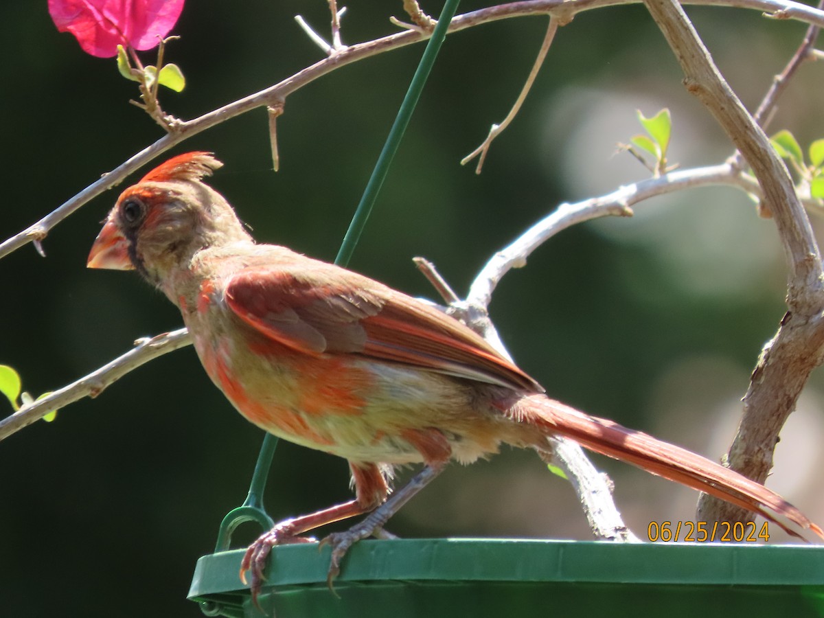 Cardinal rouge - ML620829481