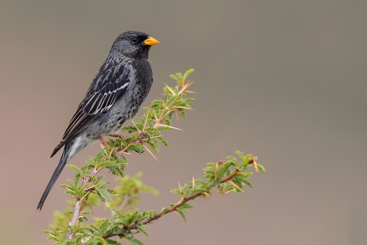 Mourning Sierra Finch - ML620829485