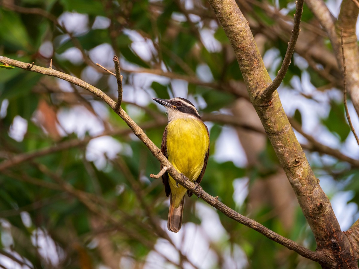 Great Kiskadee - ML620829486