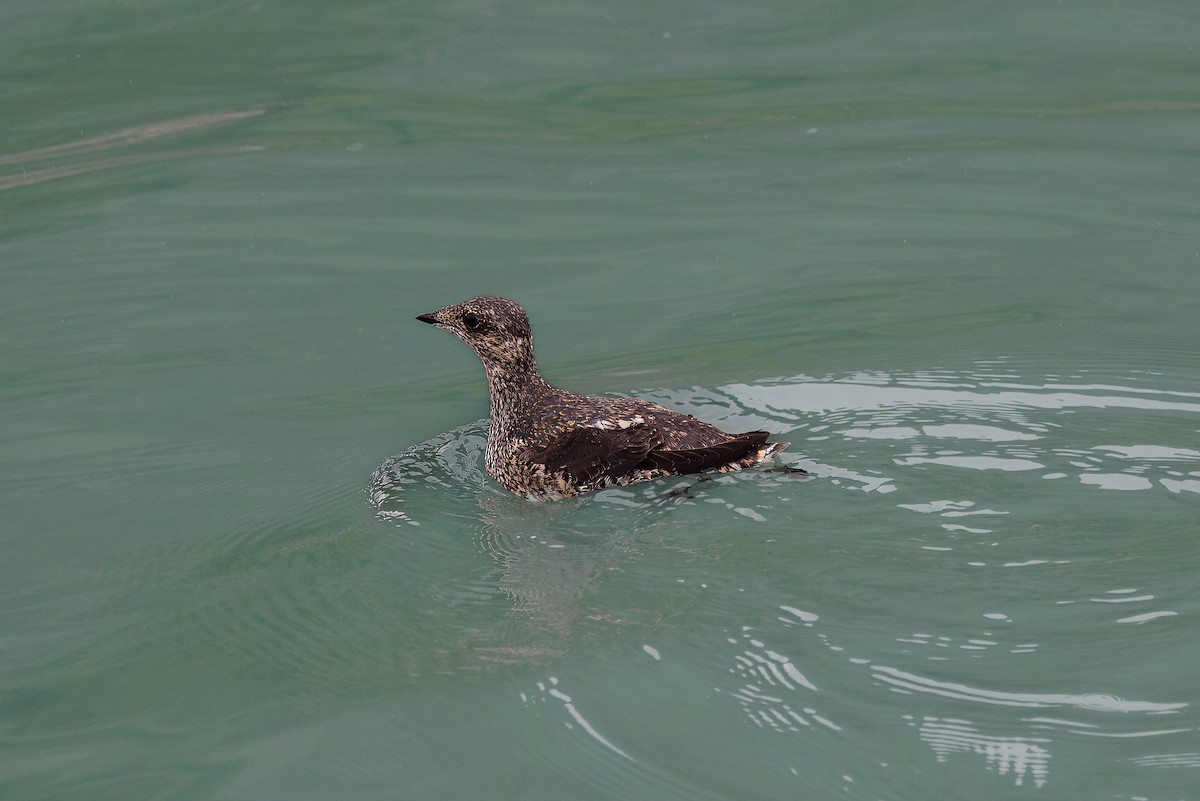 Kittlitz's Murrelet - Mason Flint