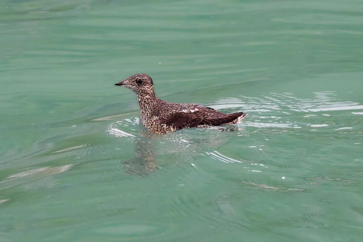 Kittlitz's Murrelet - ML620829490