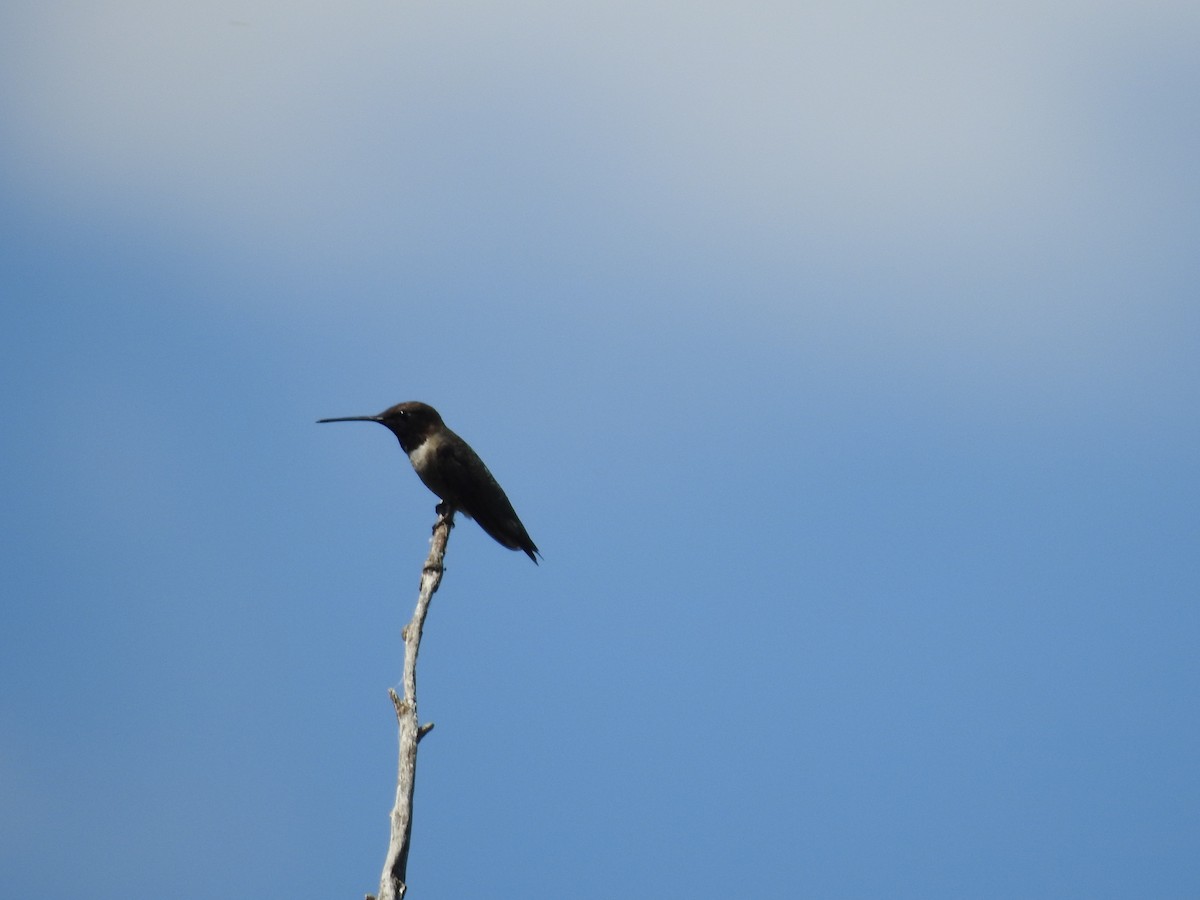 Colibri à gorge noire - ML620829492