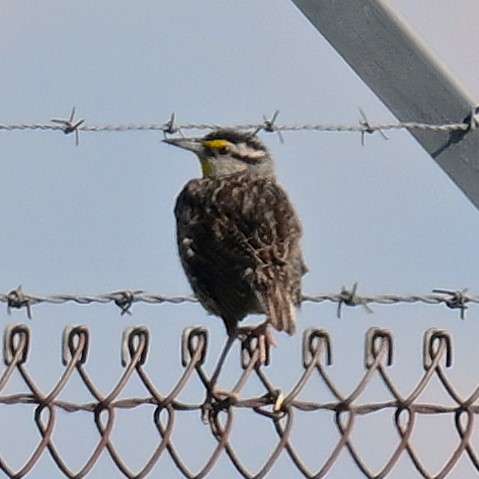 Western/Eastern Meadowlark - ML620829493