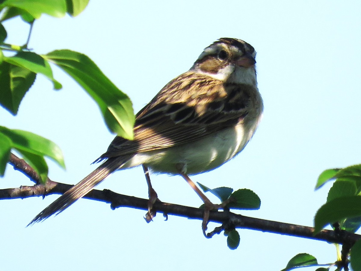 Clay-colored Sparrow - ML620829500