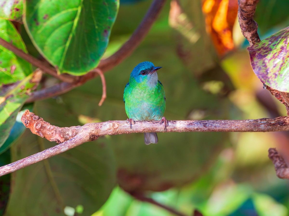 Blue Dacnis - ML620829505