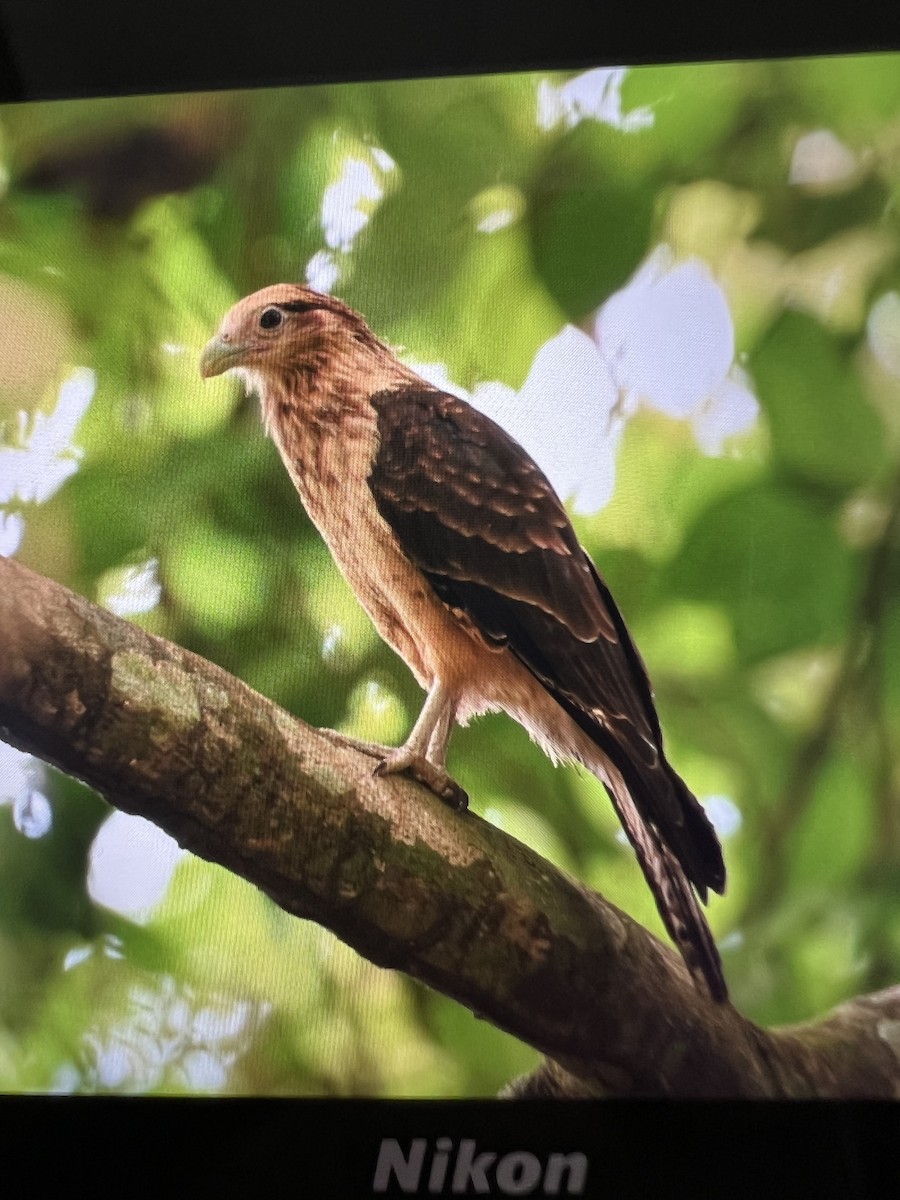 Caracara Chimachima - ML620829506