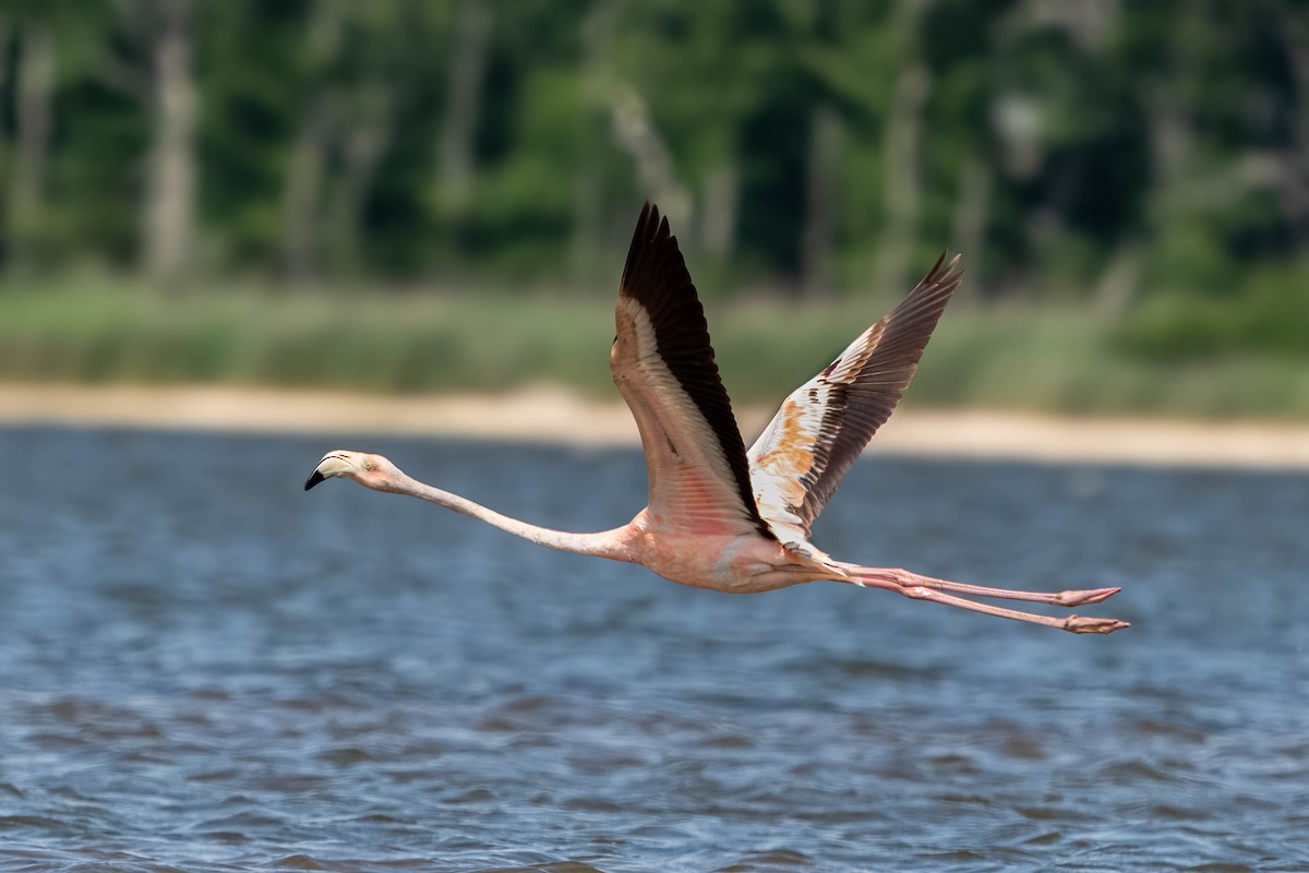 American Flamingo - ML620829508