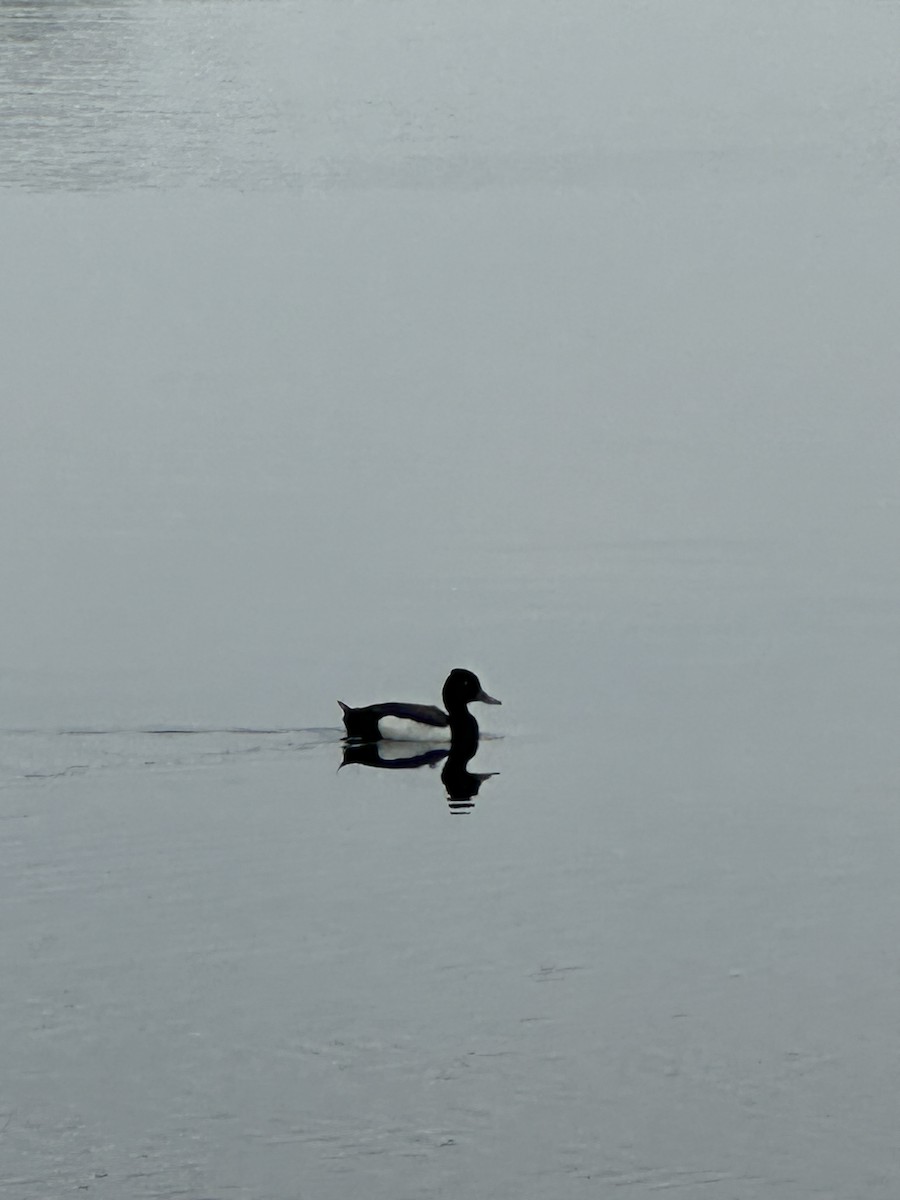 Greater Scaup - ML620829511