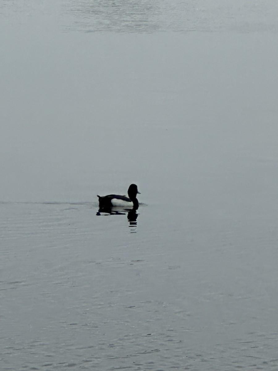 Greater Scaup - ML620829512