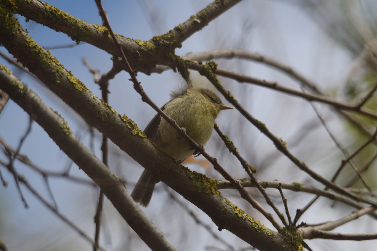 Canary Islands Chiffchaff - ML620829515